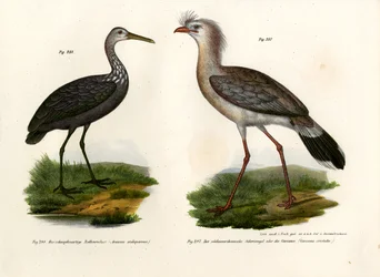 Cariama huppé, 1864